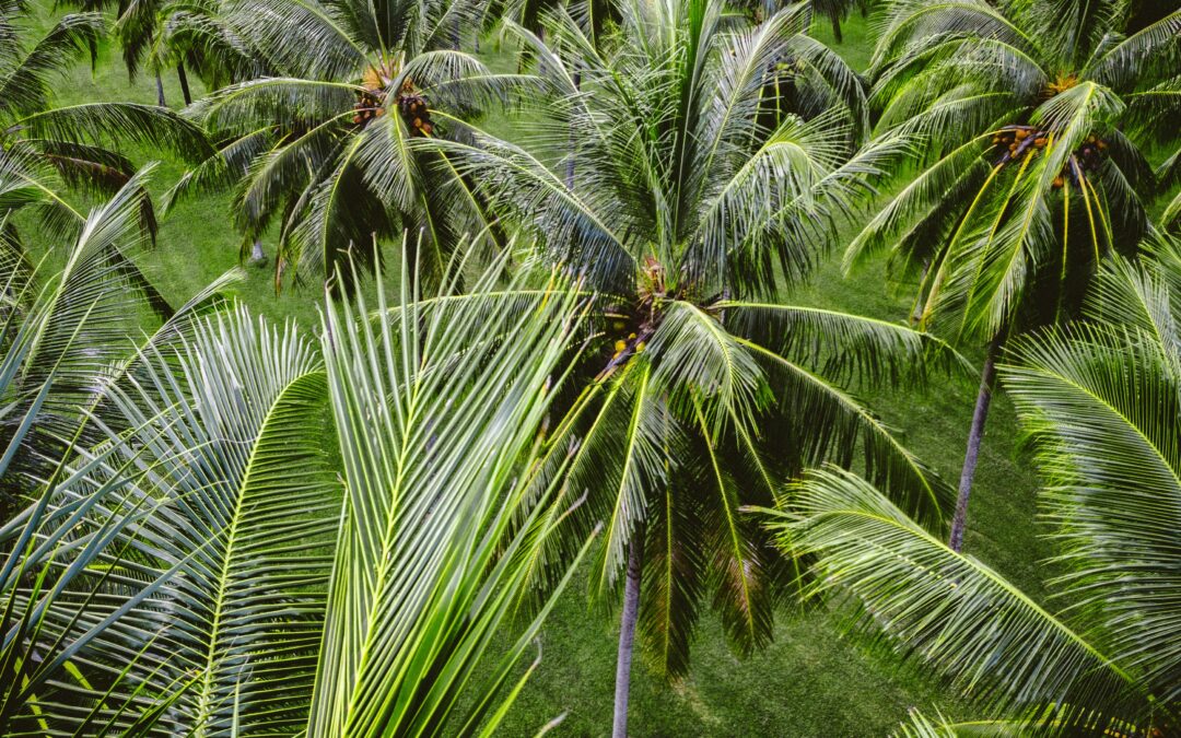 Discovering the Village of Siolim, Goa