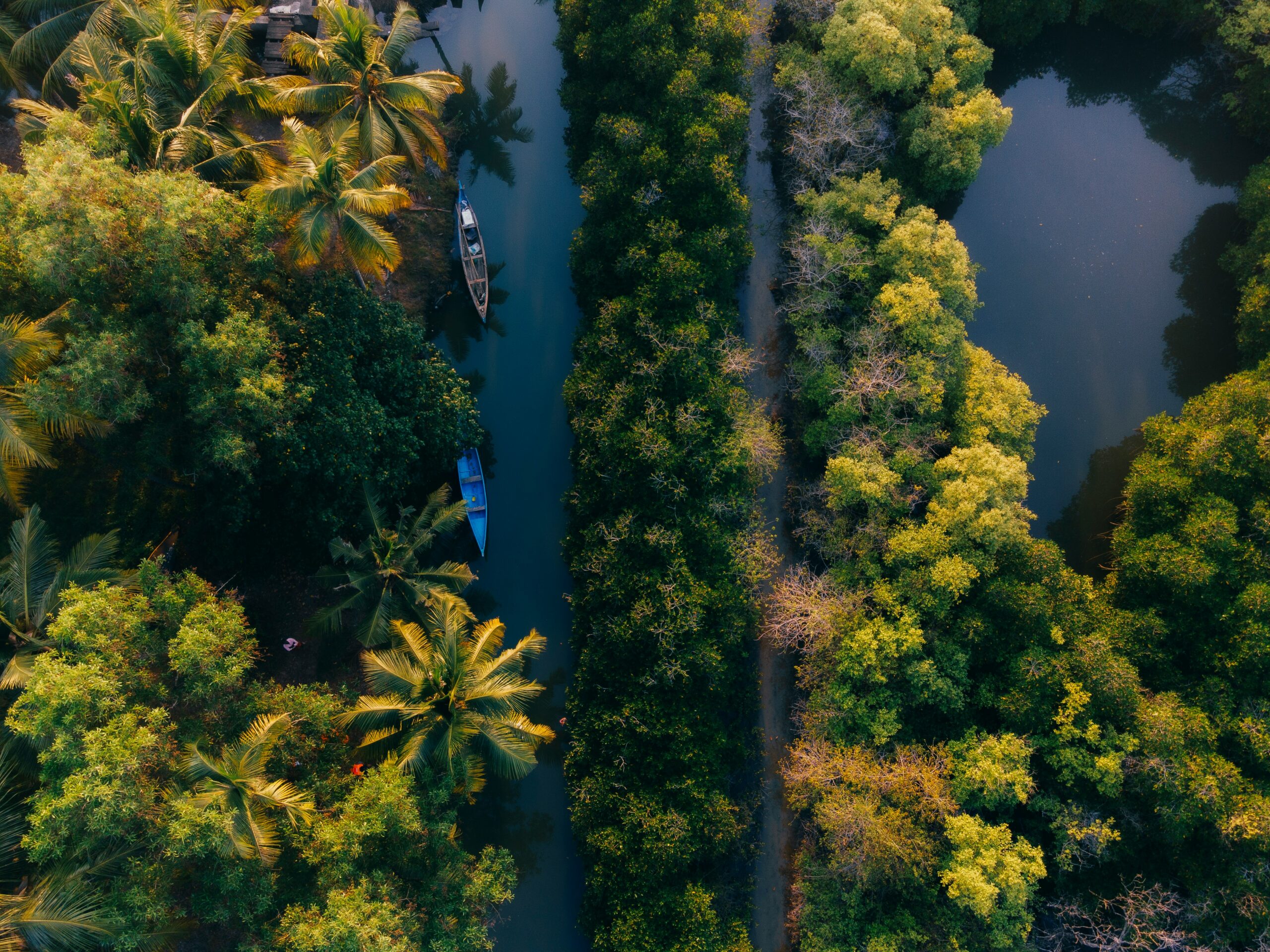 anantha-krishnan-Pz6Gom1tdPs-unsplash