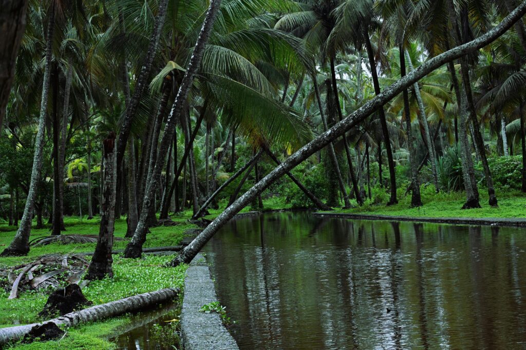 Marna in Siolim, North Goa. Source: Vilāsa